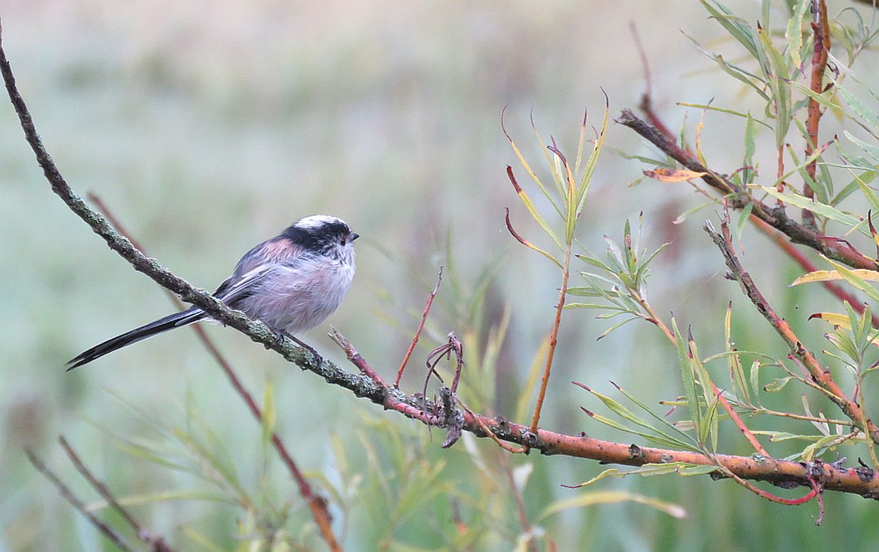 Long tailed Tit